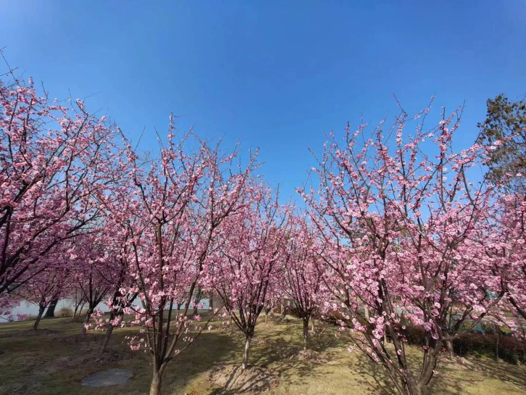 上海赏梅花哪里最好的地方 赏梅花好去处